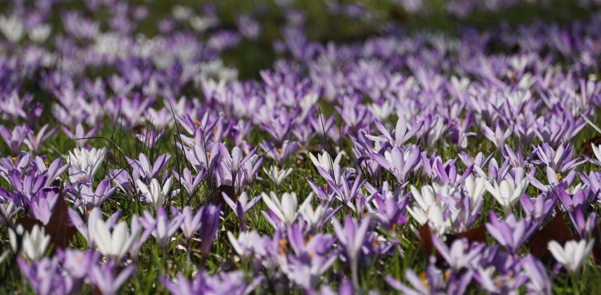 Wörlitzer Park, Krokusblüte ©WEZ gGmbH