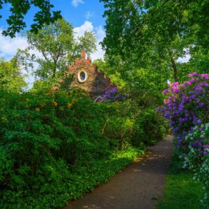 Wörlitzer Park, Rhododendron am Kuhstall