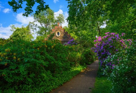 Wörlitzer Park, Rhododendron am Kuhstall