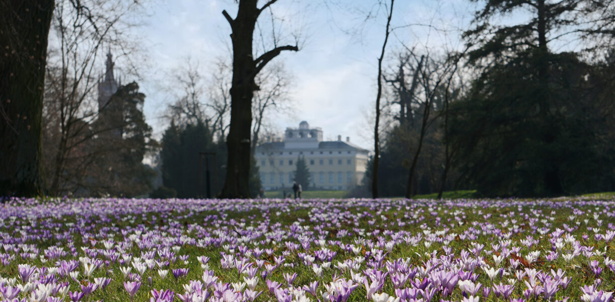 Wörlitzer Park, Krokuswiese