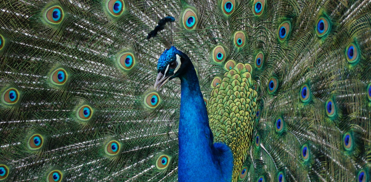 Wörlitzer Park, Balzender Pfau