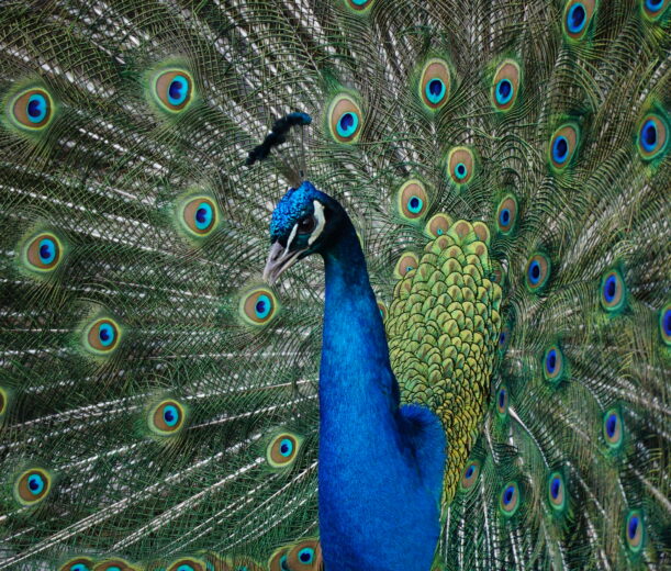 Wörlitzer Park, Balzender Pfau