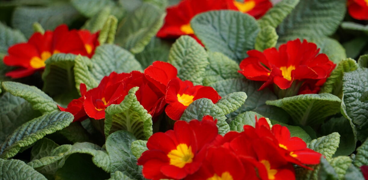 Frühlingserwachen ©WEZ gGmbH