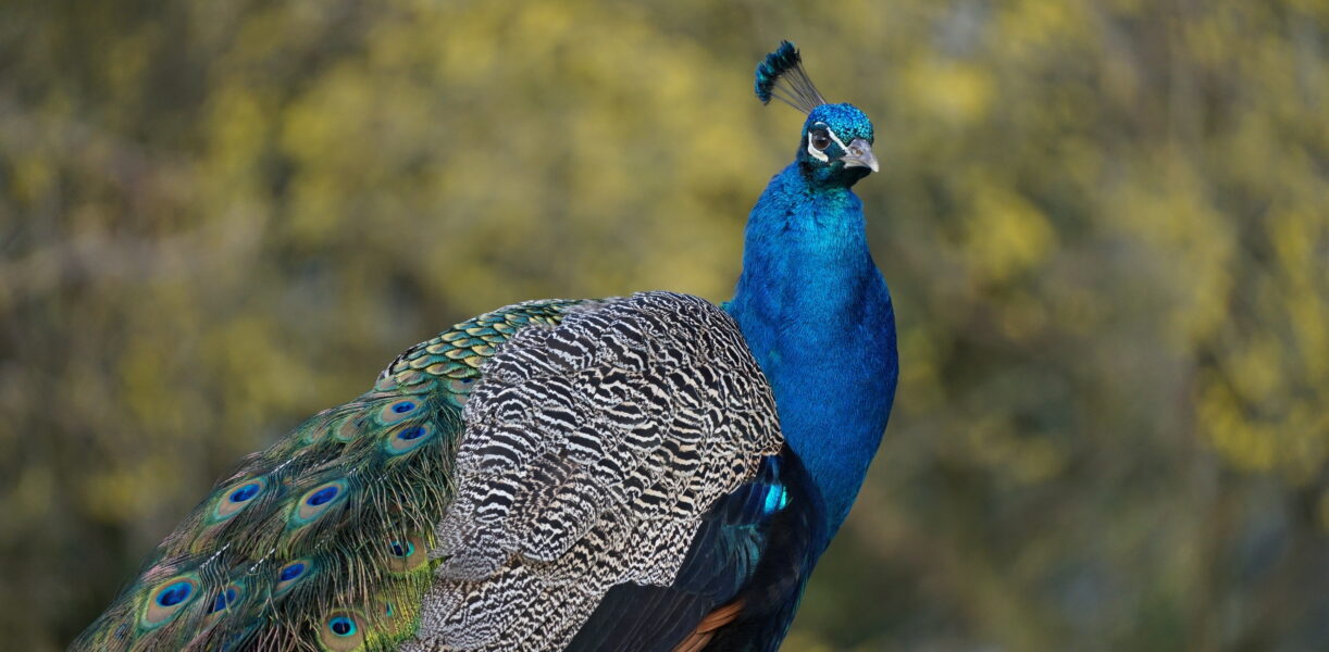 Wörlitzer Park, Pfau ©WEZ gGmbH